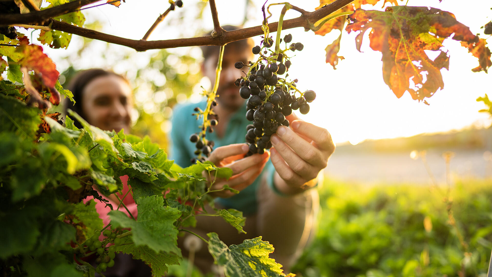 Pärchen pflückt Weintrauben von einer Weinrebe